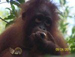 Baby Orang Utan